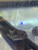 Spotted Congo Puffer Spotted Congo Puffer
