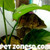 Indo Tiger Datnoid, Small Indo Tiger Datnoid, Small
