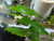 African Dwarf Frog, Blonde African Dwarf Frog, Blonde