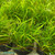 Juncus Repens