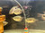 Red Tail Giant Gourami Red Tail Giant Gourami
