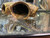 Common Pleco - Medium Common Pleco - Medium