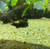 Black Venezuelan Cory Cat Black Venezuelan Cory Cat