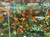 Asst. Fancy Guppy (Male) Asst. Fancy Guppy (Male)
