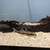 Crazy Fish (Butis butis) Crazy Fish (Butis butis)