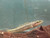 Crazy Fish (Butis butis) Crazy Fish (Butis butis)