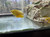 Thicklip Sunset Gourami Thicklip Sunset Gourami