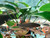 Red Tail Black Shark Red Tail Black Shark