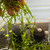 Guppy Grass Guppy Grass