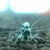 Blue Bolt Shrimp (Bundle of 5) Blue Bolt Shrimp (Bundle of 5)