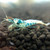 Blue Bolt Shrimp (Bundle of 5) Blue Bolt Shrimp (Bundle of 5)
