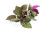 Hemigraphis Exotica / Purple Waffle Hemigraphis Exotica / Purple Waffle