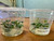 Anubias Nana Petite Tissue Culture Anubias Nana Petite Tissue Culture