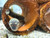 Indian Mud Eel Indian Mud Eel