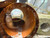 Indian Mud Eel Indian Mud Eel