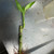 Lucky Bamboo