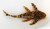 Golden Vampire Pleco - Leporacanthicus heterodon
