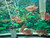 Short Body Red Jewel Cichlid Short Body Red Jewel Cichlid