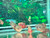 Short Body Red Jewel Cichlid Short Body Red Jewel Cichlid
