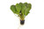 Echinodorus Fancy Twist Echinodorus Fancy Twist