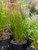 Eleocharis Acicularis "Mini Dwarf Hairgrass" Potted