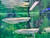 Albino Silver Arowana  XL Albino Silver Arowana  XL