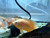 Super Red Albino Tiger Oscar Super Red Albino Tiger Oscar