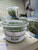 Lilaeopsis Mauritiana Aquatic Farmer Tissue Culture Lilaeopsis Mauritiana Aquatic Farmer Tissue Culture