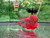 Super Red Dragon ZZ Flowerhorn - PP4 Super Red Dragon ZZ Flowerhorn - PP4