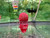 Super Red Dragon ZZ Flowerhorn - PP4 Super Red Dragon ZZ Flowerhorn - PP4