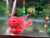 Super Red Dragon ZZ Flowerhorn - PP9 Super Red Dragon ZZ Flowerhorn - PP9