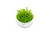 Micranthemum Monte Carlo Aquatic Farmer Tissue Culture Micranthemum Monte Carlo Aquatic Farmer Tissue Culture