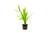 Sagittaria Platyphylla Sagittaria Platyphylla