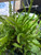 Water Adapted Boston Fern (Nephrolepis exaltata)