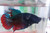 Giant Plakat Betta Giant Plakat Betta