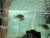 Starry Night Cichlid – Paratilapia polleni