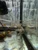 Gold Mahseer / Golden Mahseer — Tor putitora