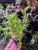 Selaginella wallichii