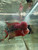 SRD ZZ Flowerhorn - AA15