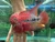 SRD ZZ Flowerhorn AA220