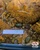 Avocado Clam – Scabies crispata Freshwater Ornamental Mussel