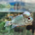 Thai Silk Flowerhorn AA20