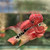 SRD ZZ Flowerhorn AF21