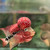 SRD ZZ Flowerhorn AF21