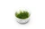 Pearl Moss Aquatic Farmer Tissue Culture