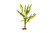 Aponogeton Natans - Lead Bunch
