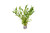Heteranthera Zosterifolia - Lead Bunch