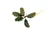 Bucephalandra Alamanda
