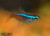 Neon Tetra Neon Tetra