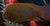 Red Devil Cichlid (Amphilophus labiatus) Red Devil Cichlid (Amphilophus labiatus)